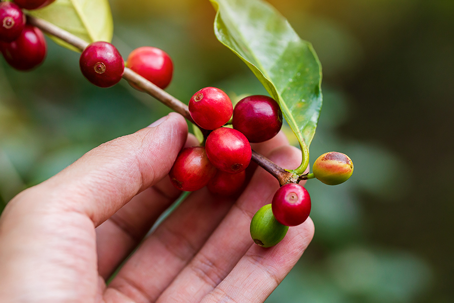 café robusta