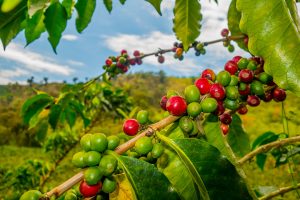 como potencializar a plantação de café