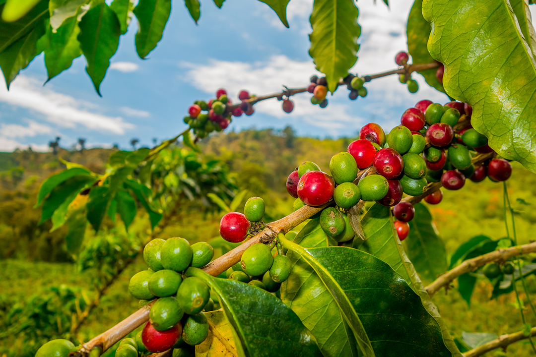 como potencializar a plantação de café