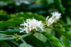 florada do café