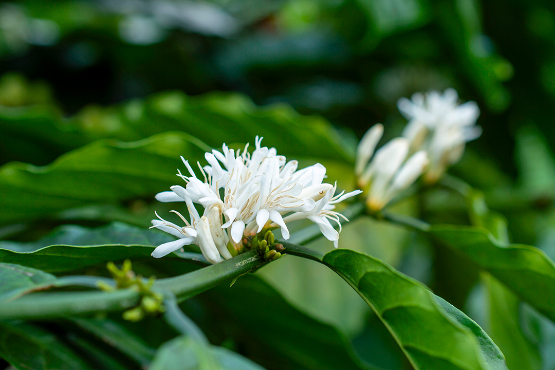 florada do café