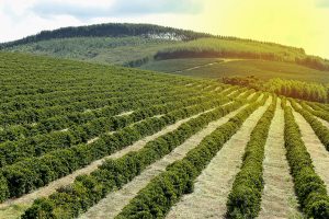 regiões produtoras de café no Brasil